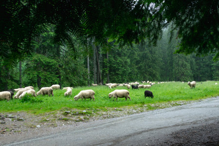 Sheep grazing on the road in the Tatra Mountains in Poland. The road to Morskie Oko.の写真素材