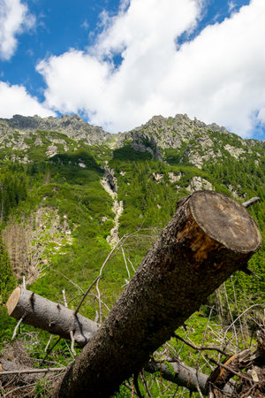 Mountain landscape with a tree in the foreground, Tatra Mountains, Poland. Tourist trail to the Roztoka Valley.の写真素材