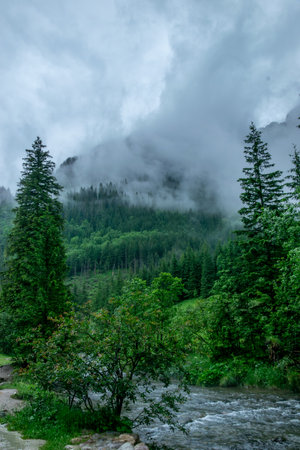 Landscape with a mountain river and forest in cloudy weather. Fog over the mountains. KoÅcieliska Valley, Tatra Mountains.の写真素材
