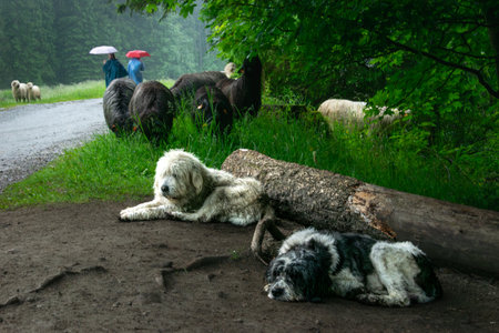 Sheep grazing and dogs guarding the flock in the mountains. Rainy weather in the KoÅcieliska Valley, Tatra Mountains.の写真素材