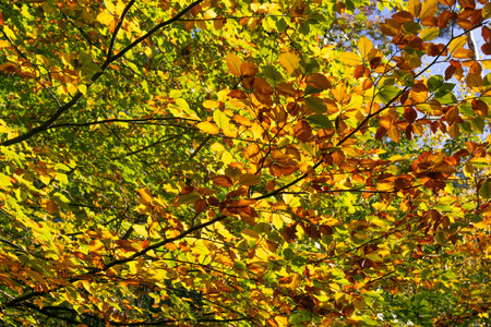 Colorful autumn leaves on the branches of beech trees in the forestの写真素材