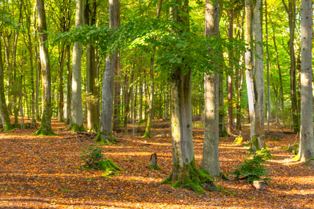 Beech forest in autumn colors with fallen leaves on the ground.の写真素材