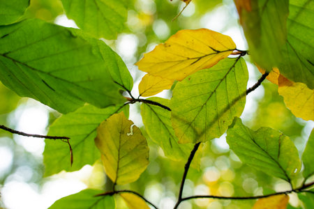 Autumn yellow and green beech leaves against a blue sky. Autumn leaves background.の写真素材