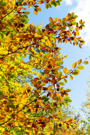 colorful autumn leaves on blue sky background, note shallow depth of fieldの写真素材