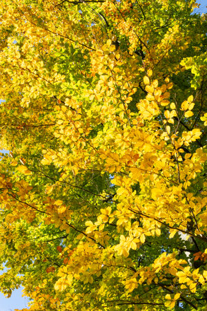 yellow leaves on a tree in autumn, note shallow depth of fieldの写真素材