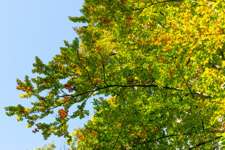 Colorful autumn leaves against blue sky, closeup of photo.の写真素材