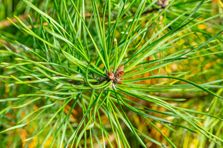 Conifer, larch, close-up of conifer branch in autumn. Green needles of the tree.の写真素材
