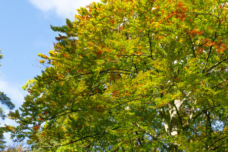 Colorful autumn leaves on trees in the park. Fall season.の写真素材