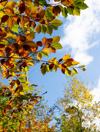 autumn leaves on a background of the blue sky, nature seriesの写真素材