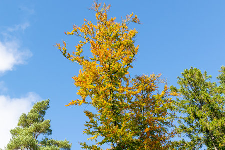 Yellow-green leaves of deciduous trees in autumn forest. Tree branches against the blue sky.の写真素材