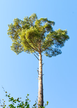 Pine tree against a blue sky on an autumn day. View from below of the pine tree.の写真素材