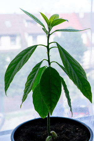 Young green avocado seedling growing in a pot on a windowsill. Green plant against the background of a window.の写真素材