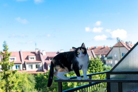 Adorable black and white cat sitting on railing of city building. Kitten on apartment balcony.の写真素材