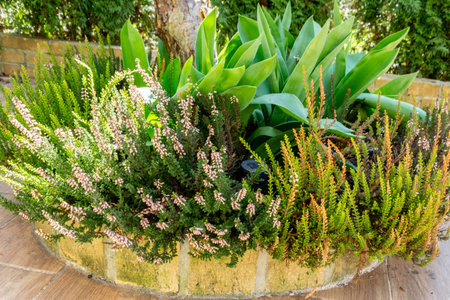 Heather plants in a pot on the terrace of the house. A beautiful composition of green plants.の写真素材