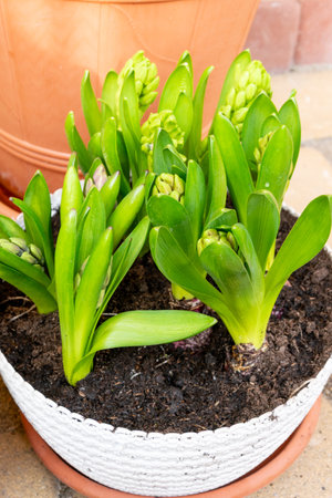 Green hyacinths in a flowerpot. Spring flowers.の写真素材