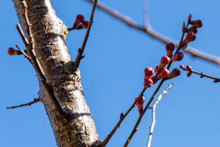 spring flowering of fruit trees, white flowers on branches against the blue sky delicate cherry budの写真素材