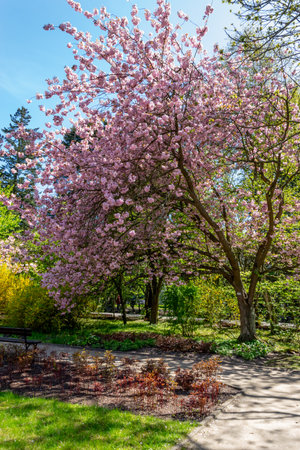 Beautiful blooming tree in the park on a sunny spring dayの写真素材