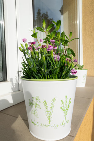 Flowers in a pot on the terrace of the house Pink carnations in a decorative pot.の写真素材