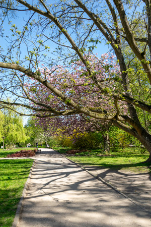 Beautiful blooming tree in the park on a sunny spring dayの写真素材