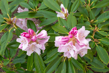 Pink rhododendron flowers on a bush in the gardenの写真素材