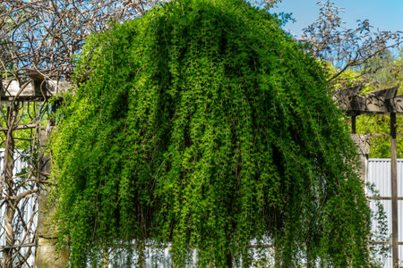 Green tree in the garden. Green tree in the garden. Green nature.の写真素材