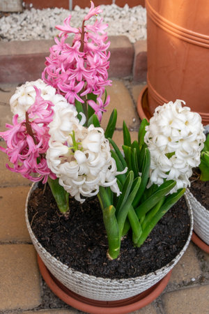 Pink and white hyacinths in flowerpot on terraceの写真素材