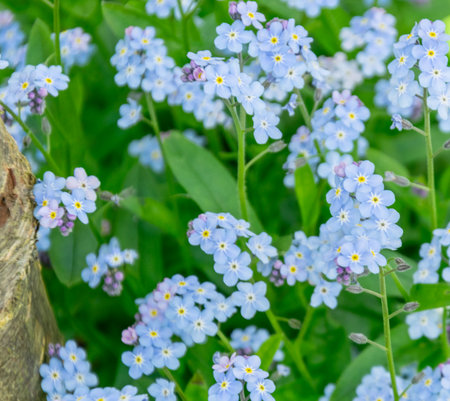 Forget-me-nots (Myosotis)の写真素材