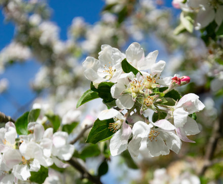 Apple blossom in spring, close-up of white flowers.の写真素材