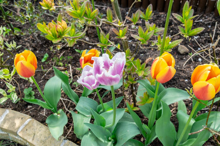 Tulips blooming in the garden. Spring flowers. Selective focus.の写真素材