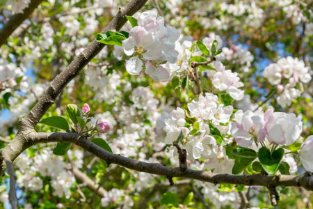 blossoming apple tree in spring close-up on a sunny dayの写真素材
