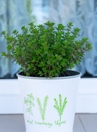 Thyme plant in a pot on the terrace of the houseの写真素材