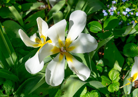White tulips on a background of green grass. Spring flowers.の写真素材