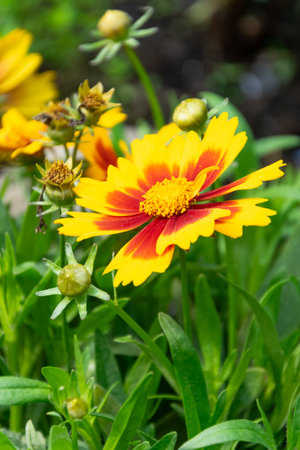Gaillardia flower in the garden. (Scientific name Gaillardia pulcherrima)の写真素材