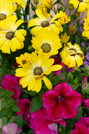Multicolored flowers in a flowerbed in the summer garden.の写真素材