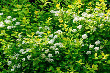 White flowers of the panicle spirea against a green background Beautiful flowers in the summer gardenの写真素材