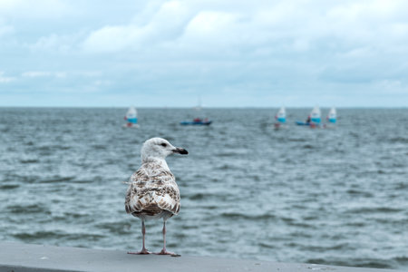 Seagull on the pier in front of the sea and sailing boatsの写真素材