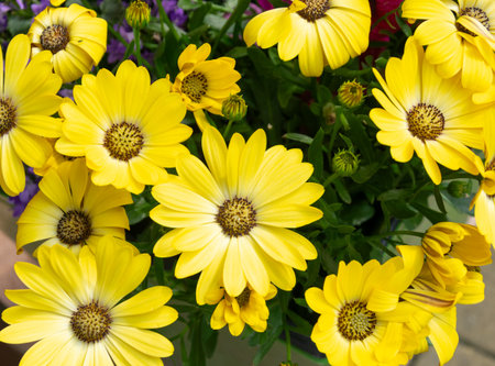 Beautiful yellow daisies in a pot. Close up.の写真素材