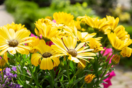 Beautiful yellow daisies in a flowerbed in the gardenの写真素材