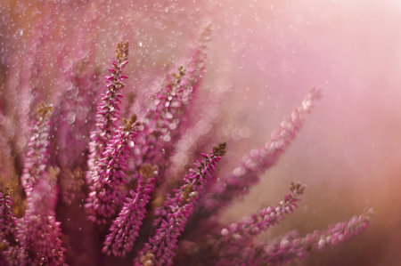 Beautiful pink heather flowers in the garden. Floral backgroundの写真素材