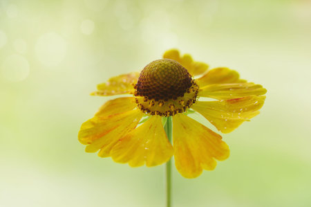 Beautiful yellow flower with drops of water on the petals.