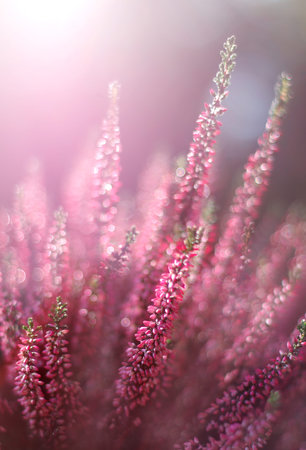 Close up of pink heather flower in the garden with shallow depth of fieldの写真素材