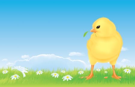 er free range chick on the spring meadow. Realistic and detailed illustration of the cute little yellow chick on a flourish meadow  Green grass with daisy flowers  Beautiful bright blue sky with a few white clouds のイラスト素材