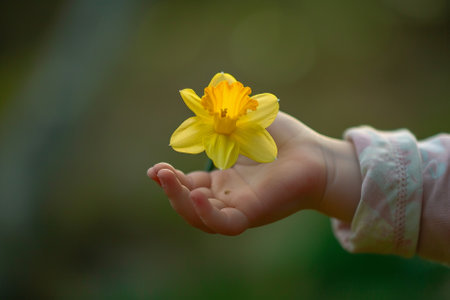 Child's hand holding a yellow daffodil flower in springの素材