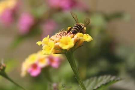this photo was taken in my workplace backyard, flying bee on the top of flower lantana camara