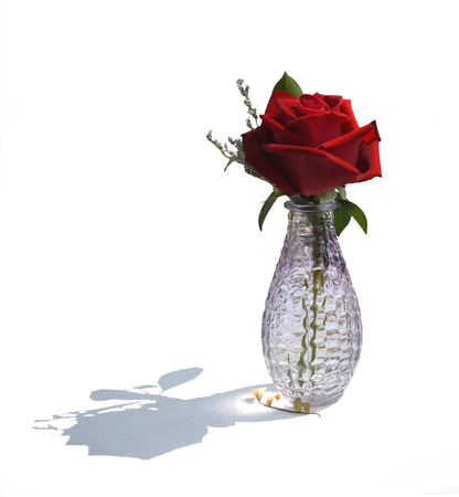 Rose vase on white background with shadowの写真素材
