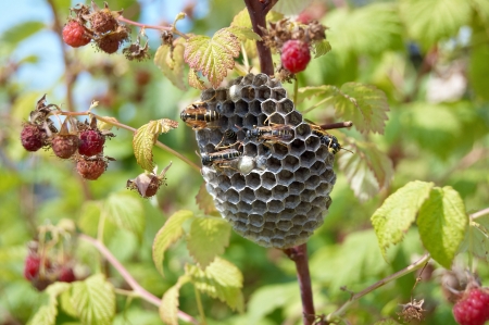 Hornets nestの写真素材