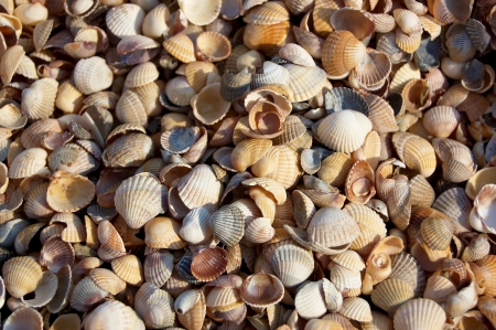 Cockleshells on the sea coastの写真素材