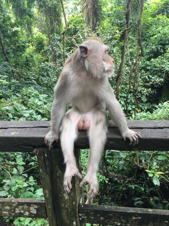 Monkey in The Monkey Forest.