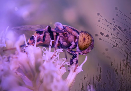 Hoverfly on a flowerの写真素材