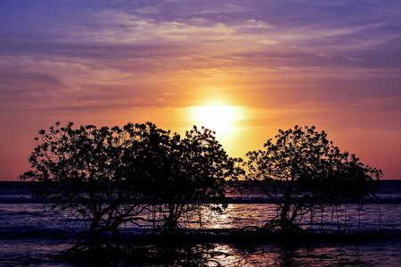 Beautiful Sunset : Sunset over ocean with treesの写真素材